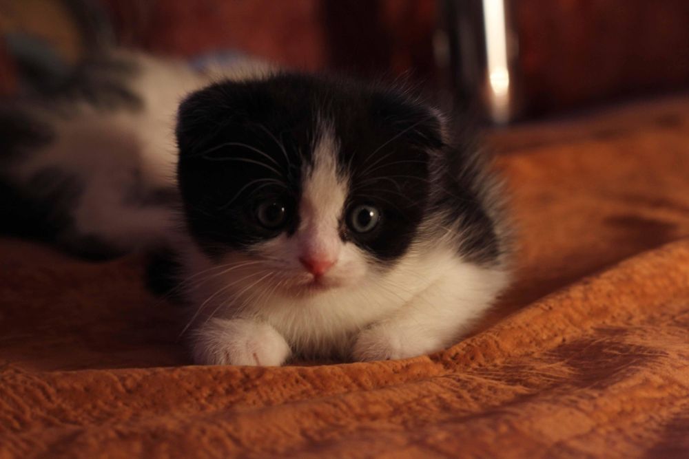 Милые котята породы скотиш фолд