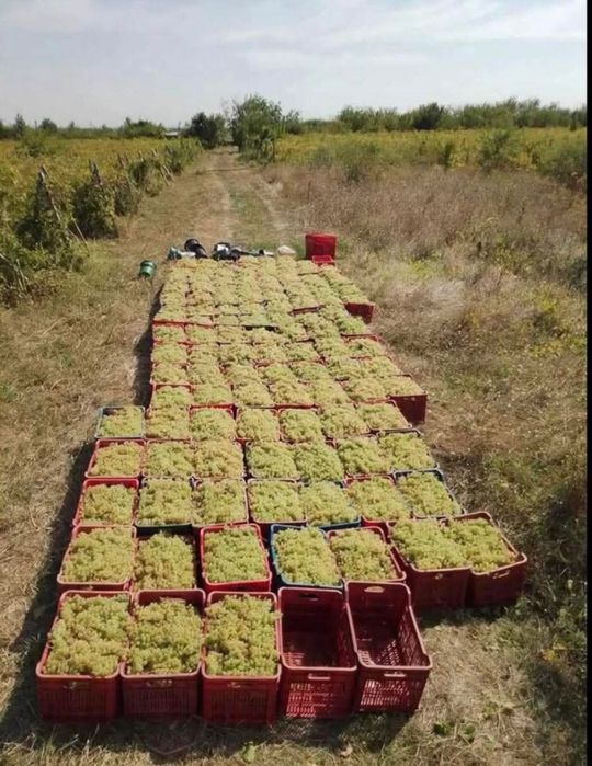 Struguri de vin producție 2025