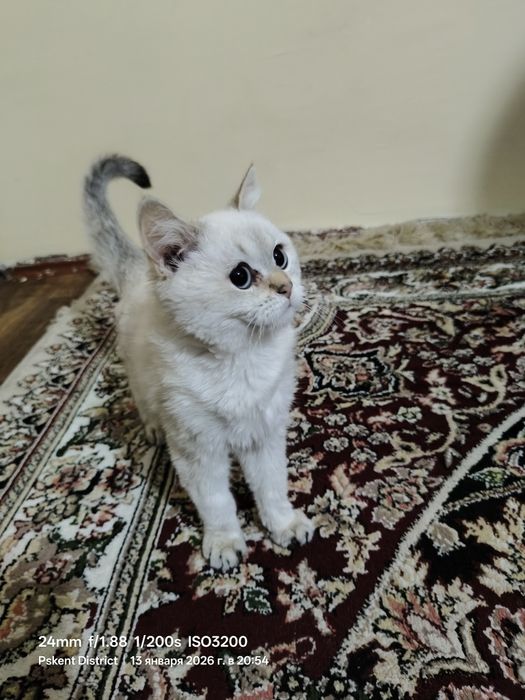 Sotiladi mushuk zoti Shinshila