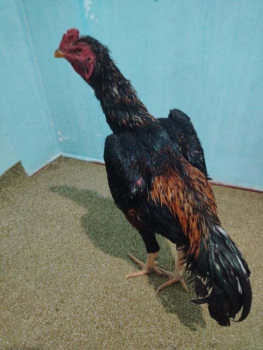 Ira kelinlik libosida