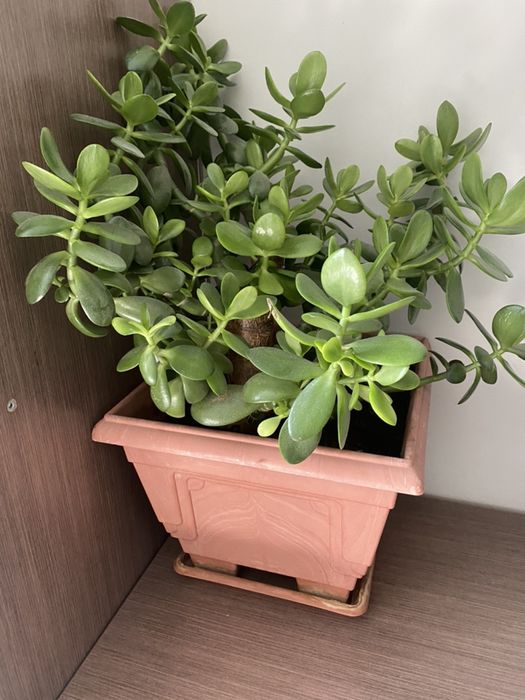 Продается растение