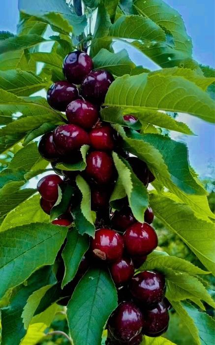 Pomi Fructiferi Columnari Și Dwarf (pitici) Certificați Anul 3