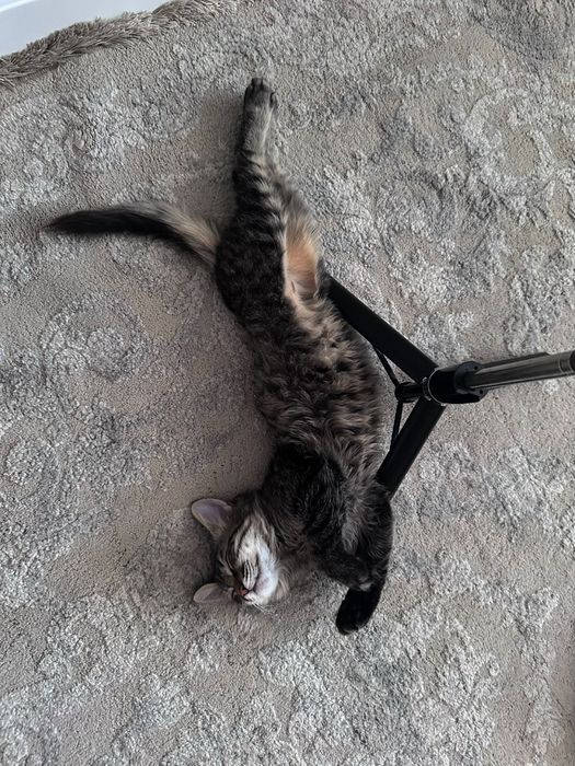 Отдам котенка в добрые руки