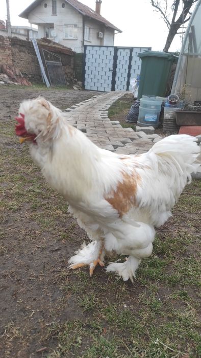 Петли струмски стандарт