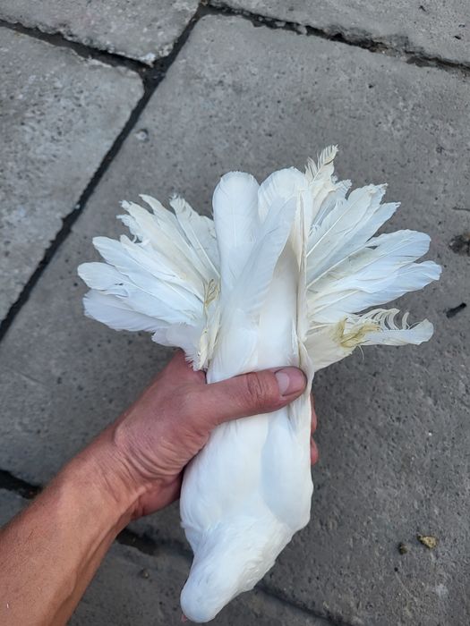 Голуби птица Персы