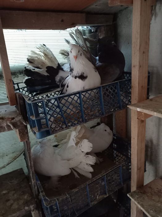 Porumbei voltați indieni 2 perechi