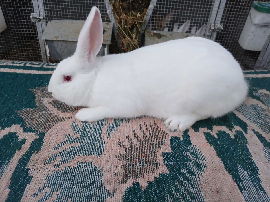 Masculi hycole francez!