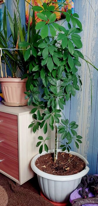 Шеффлера. Красивое комнатное растение