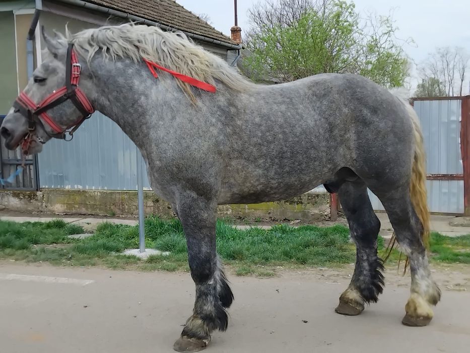 Armăsar percheron