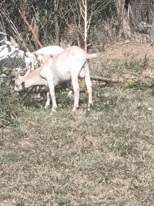Vand o capră la prima fătare și tapi metiși sannen cu alpin francez