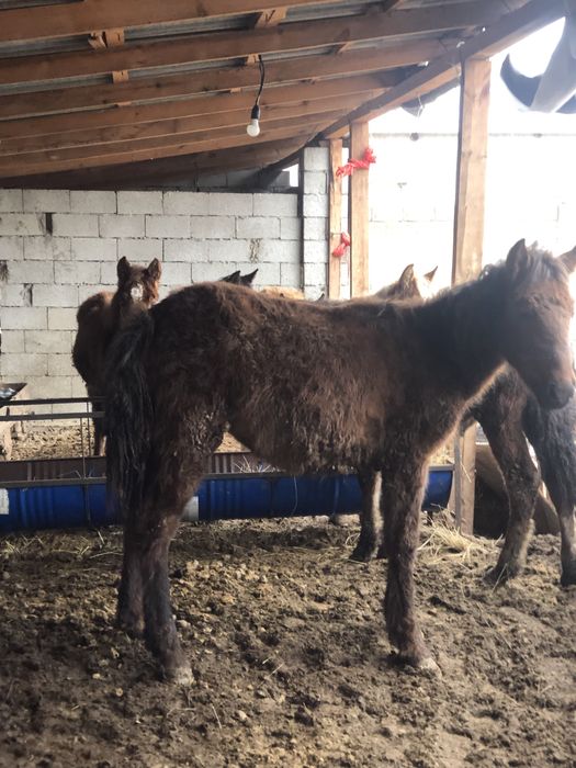 Тай шыгарлар саттылады