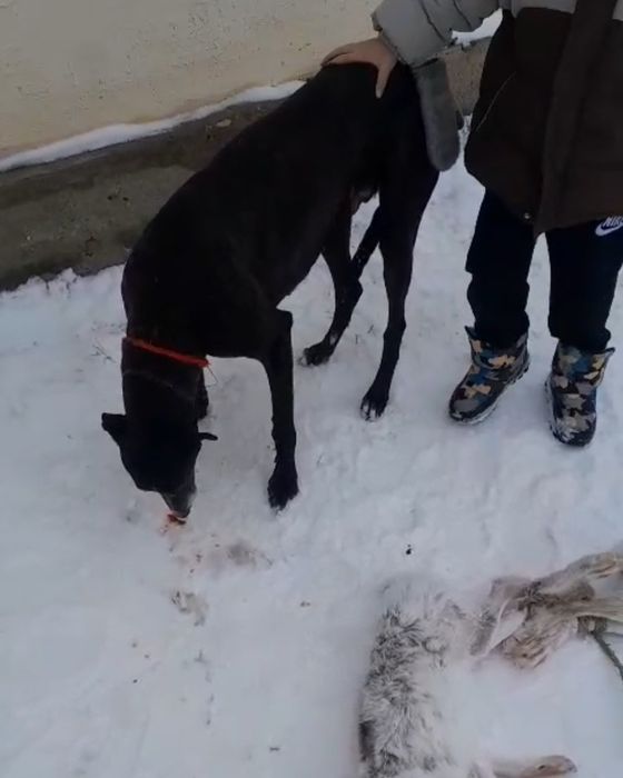 Грей күшіктері сатылады .