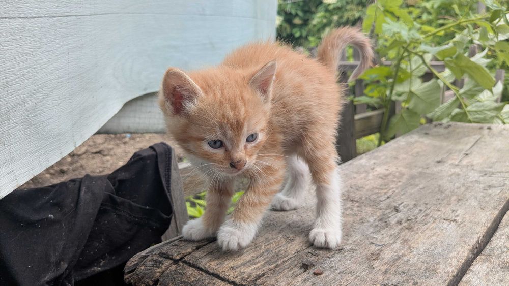 Котята редчайшей экспериментальной породы