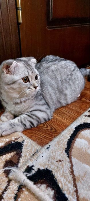 Yosh yigitni etuk ayol silkitadi