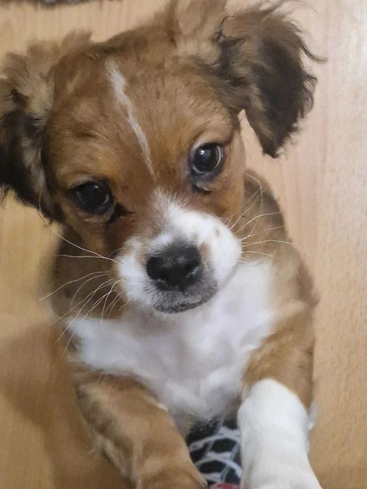 Dau spre adoptie 2 pui de caine,7 luni,