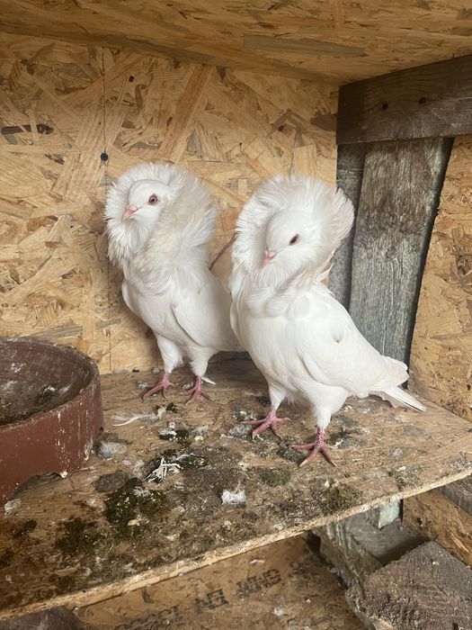 Porumbei de ornament