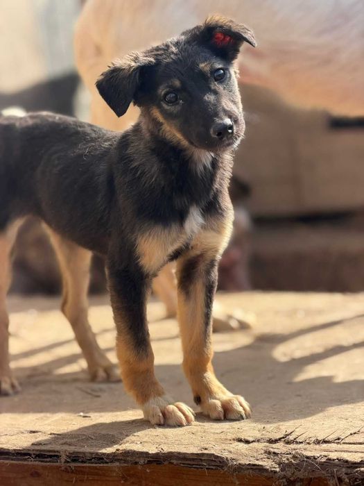 отдам щенка девочку в добрые руки