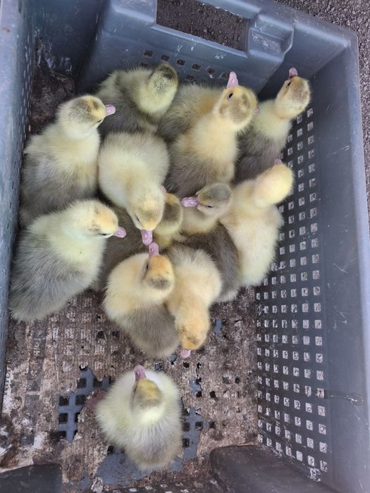 Продажа птиц гусят