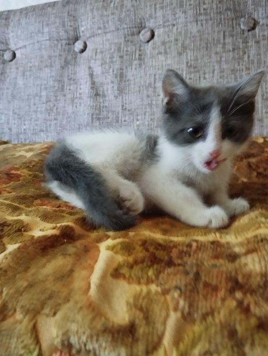Девочка котёнок в добрые руки