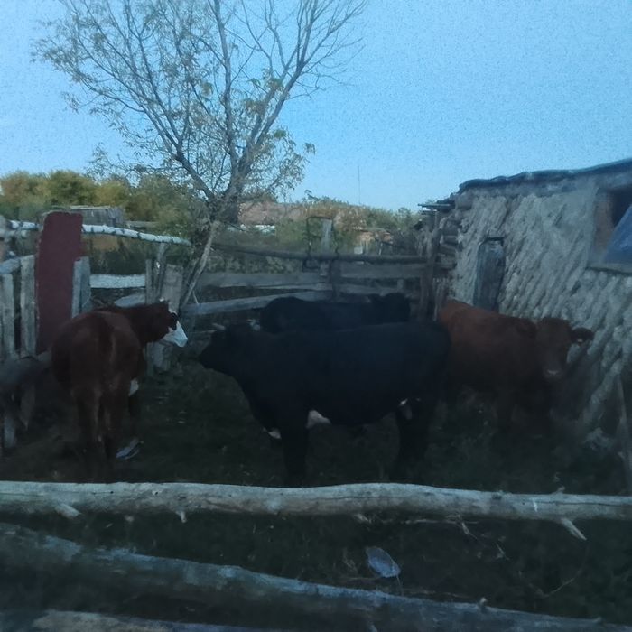 Продам коровы, телёнки