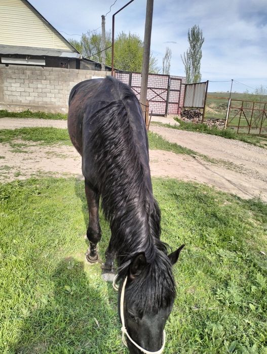 Қара пішпе  дөнен сатылады!