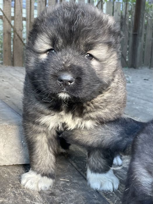 Кавказская овчарка