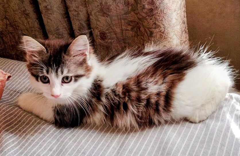 Котенок бесплатно в добрые руки, девочка