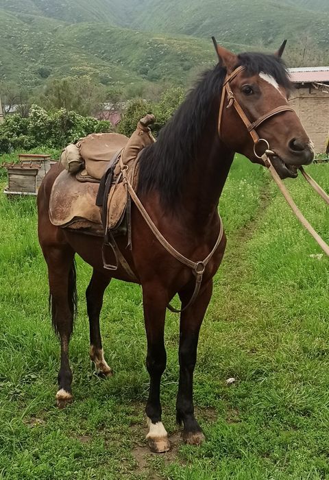 Продам жеребца, конь, лошадь,ат,жылкы