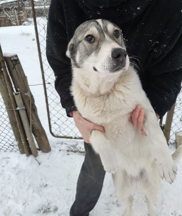 Donez 2 caini jucausi