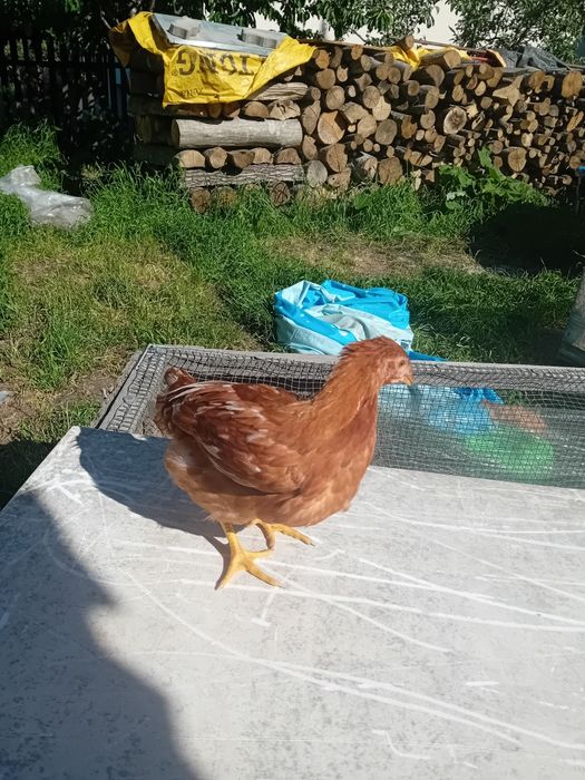 Puicute de oua..