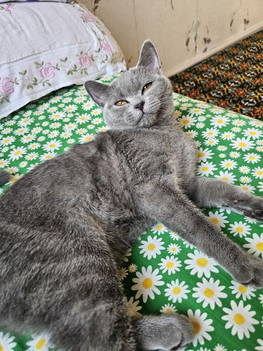 Британский Скотиш страйт , киз, 5 ойли уйинк,арок, акилли мехрибон