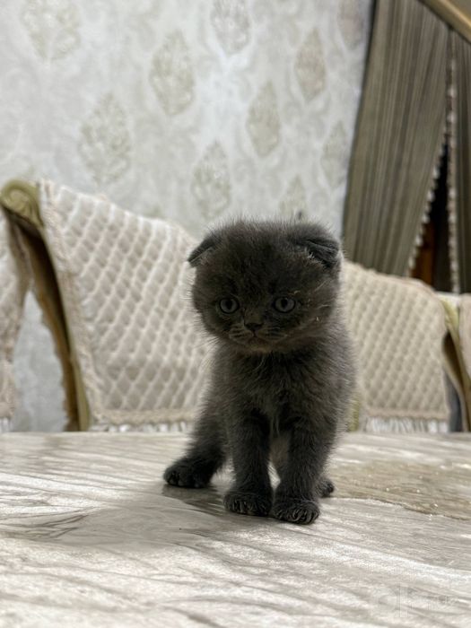 Скотиш фолл и скотиш страйт