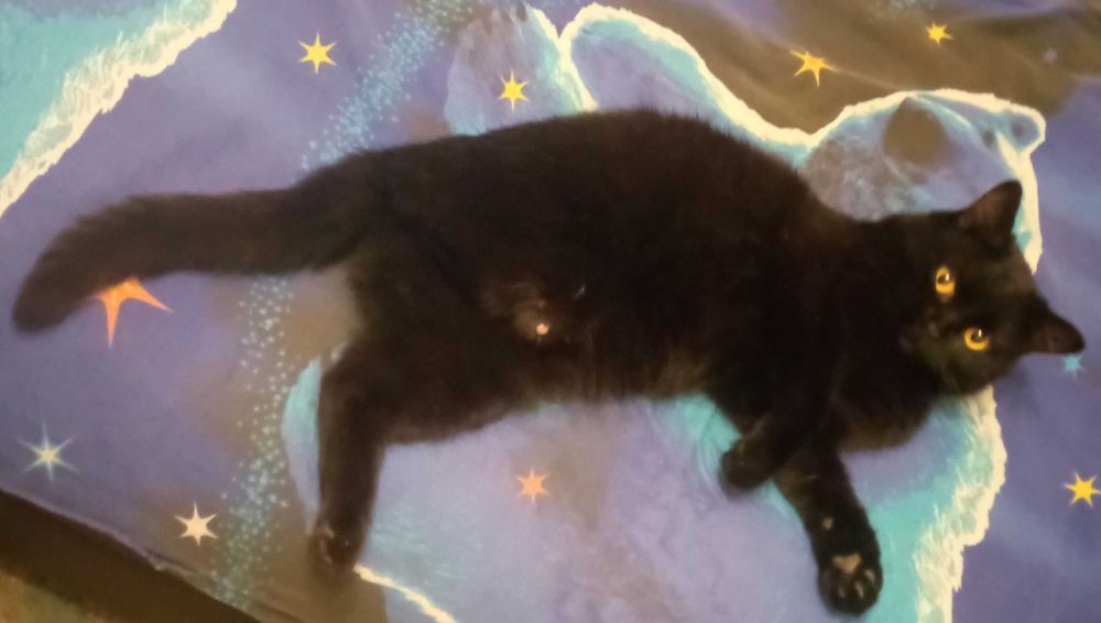 Ласковая чёрная кошечка