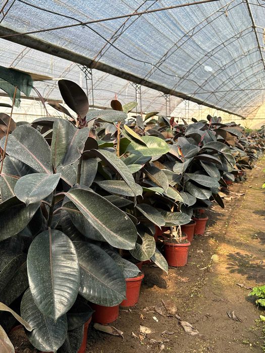 Фикус малочай кала алое гуллари