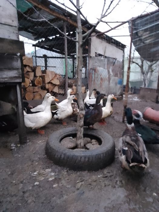 Rate outoare românești