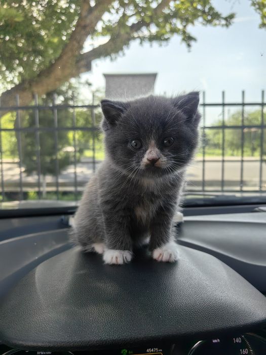 Котята Скотиш Страйт