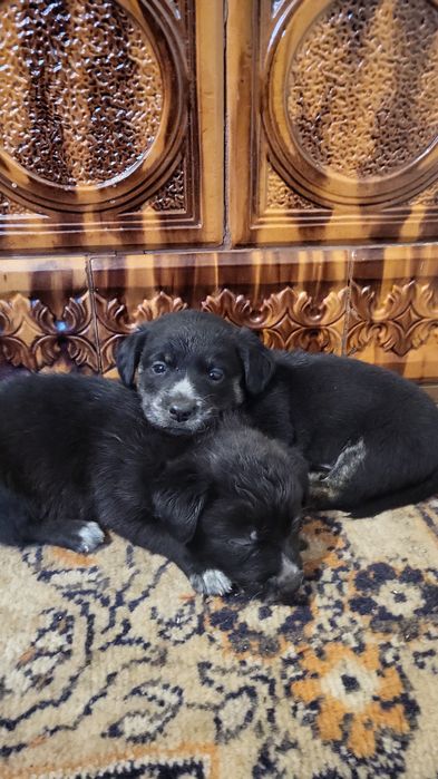 Donez catei talie mica