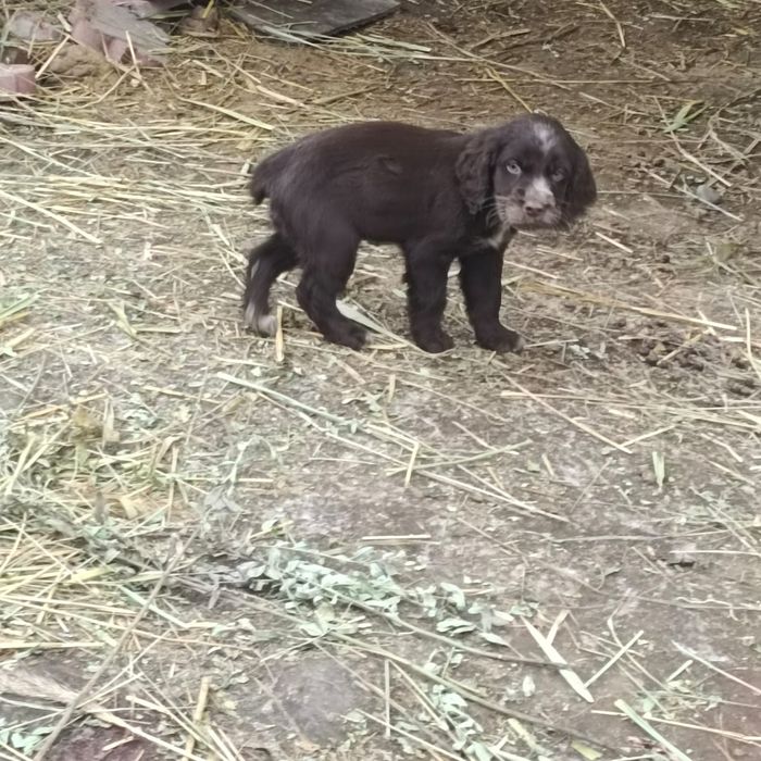Продам щенка спаниеля