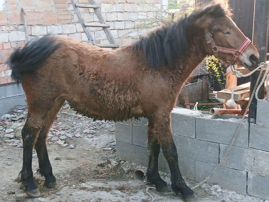 Manza de 11 luni de vânzare