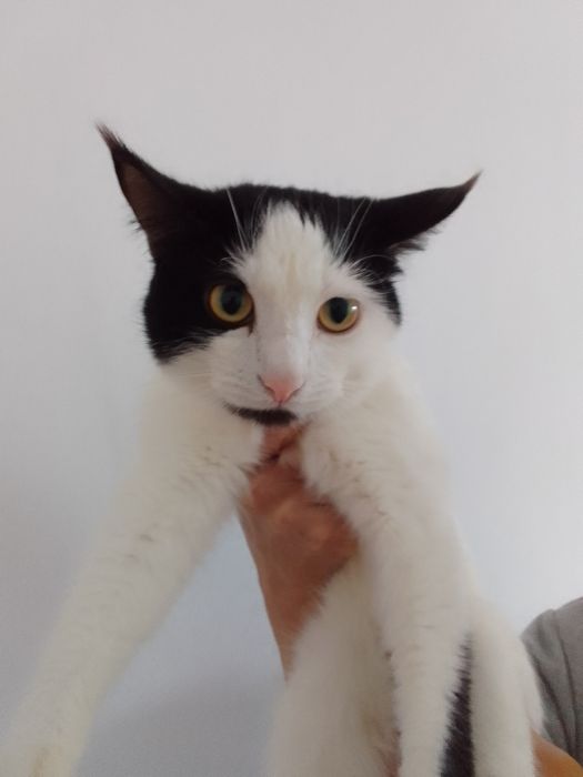 Отдам в добрые руки