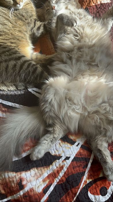 отдам даром.