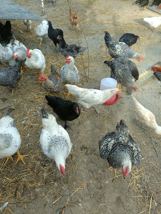 Puicuțe pentru ouat și pui pentru carne