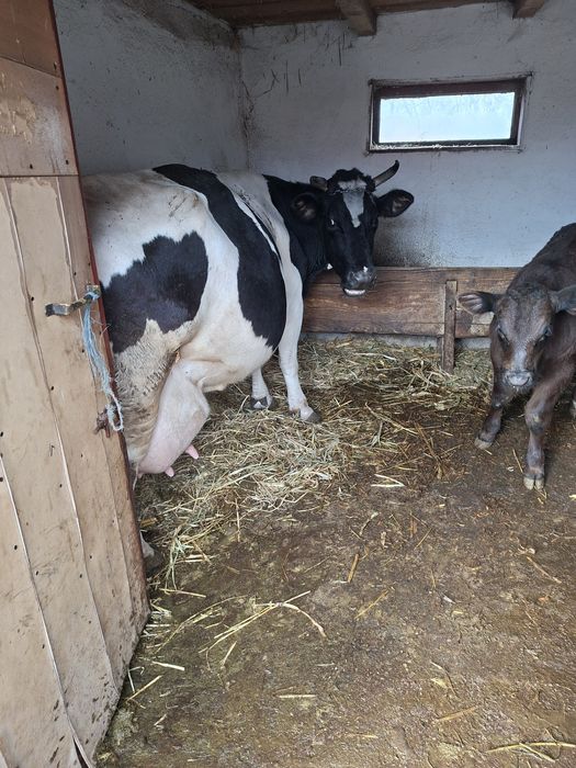 Vand vaca cu viteii langa ea