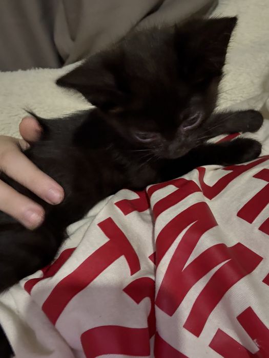 котенка в добрые руки