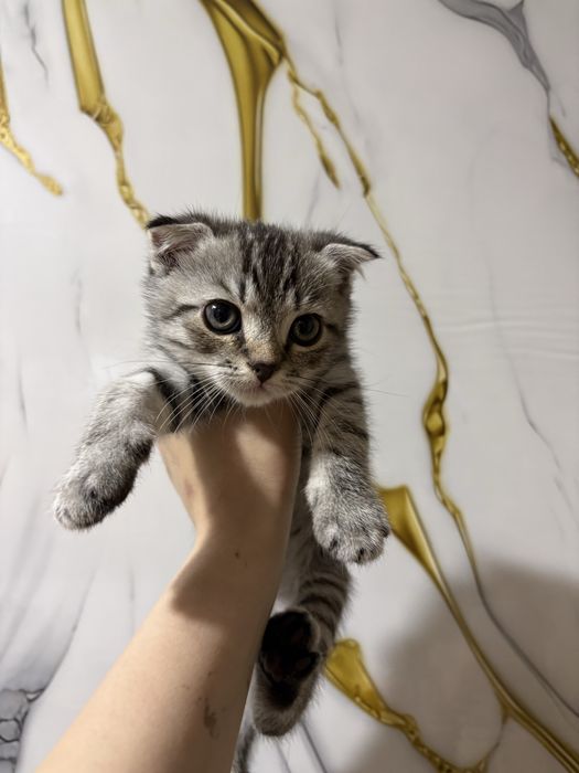 Котята породистые