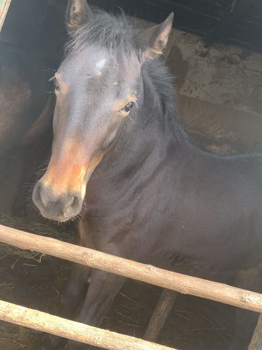 Vand o noatina de 2 ani si un noatin de 8 luni