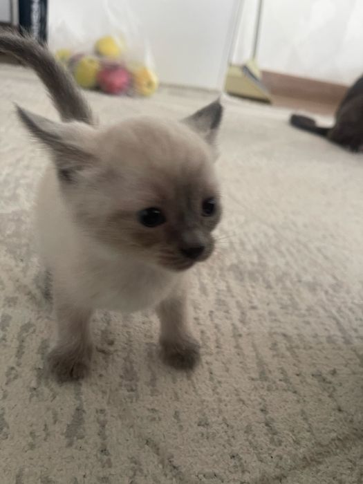 Отдам котят бесплатно
