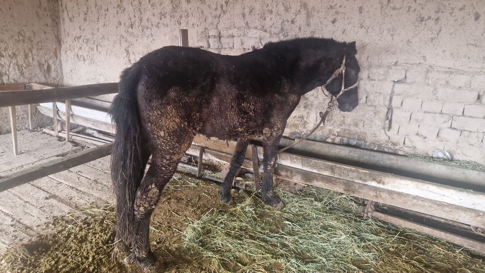 Тай бордақы палтарашкалар