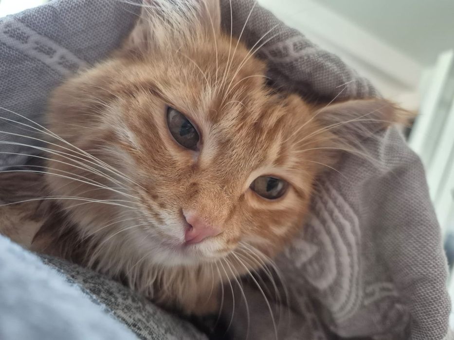 Котенок отдам даром
