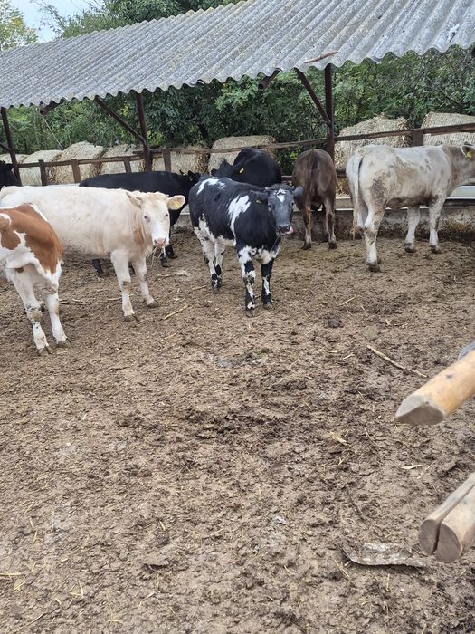 Vând viței de rasa medie de 270 kg